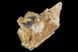 Hyracodon (Running Rhino) Jaw Section - South Dakota #99591-1